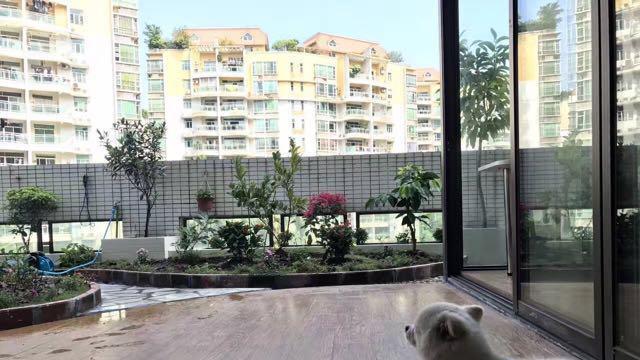 心血来潮在阳台砌个花园，参观者快把门槛踩破了，邻居都很羡慕