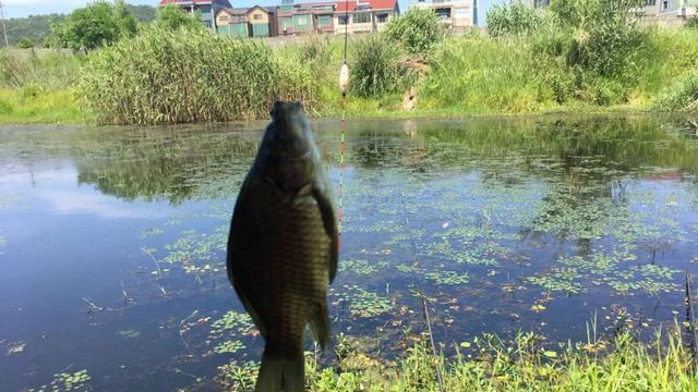 饵料|夏钓鲫鱼“5不钓”，现在知道还不算晚，轻轻松松摆脱空军