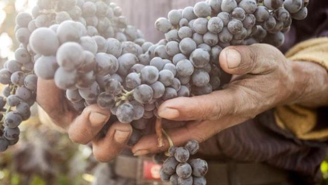 荞麦|它是血管的清洁工，平常坚持吃一点，帮助清理垃圾，有养护血管