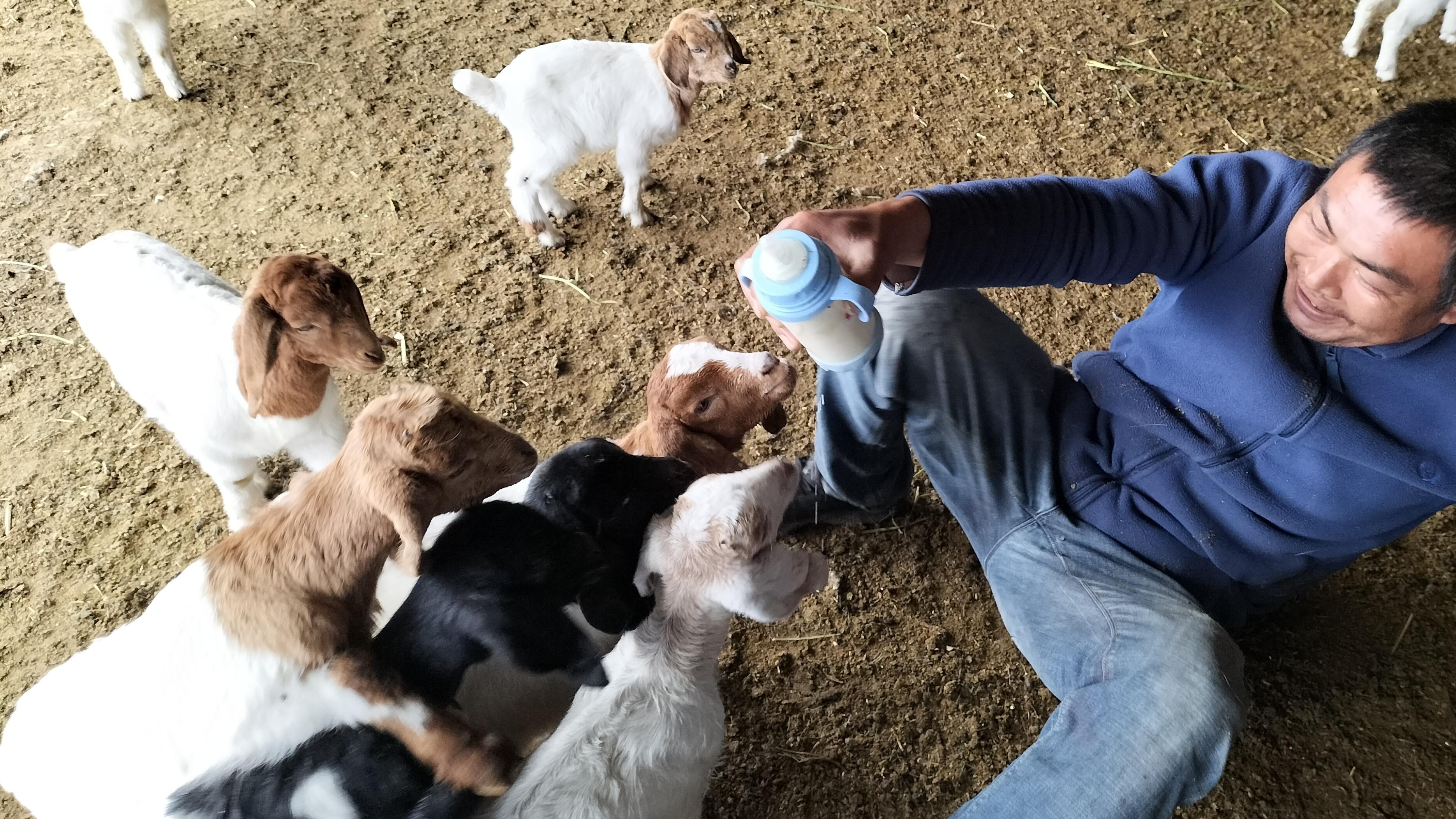 小羊羔喂奶粉时，常出现的几种情况，以及应对措施