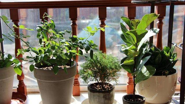 客厅养上5类花，家里越养越“干净”，家人幸福感倍增，美美哒
