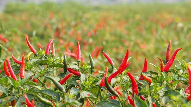 脾胃|美科学家发现“长寿蔬菜”，两天吃1次或可延寿25%