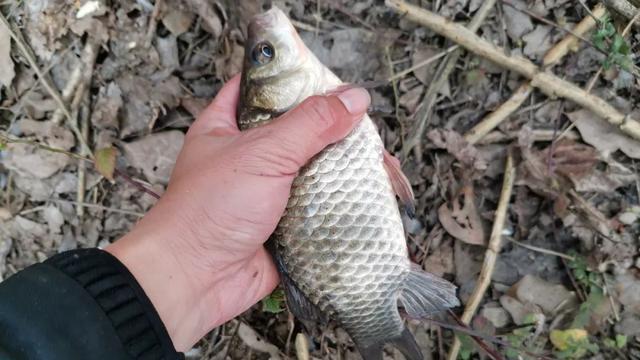 |难怪有人说学会调漂反而钓不到鱼了！只因你学艺不精、没学全