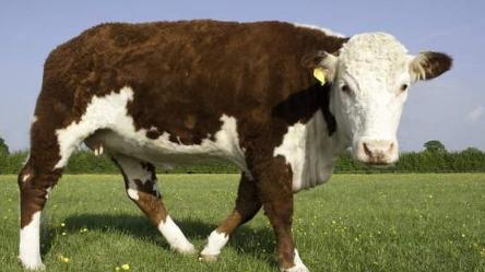 属牛|擅长人际交往的属牛人，在职场一路畅通，和同事打成一片关系融洽