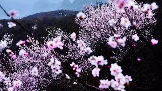 宝鸡|河南旅游：万亩桃花海！阳春三月，盛世美颜的青天河值得期待！