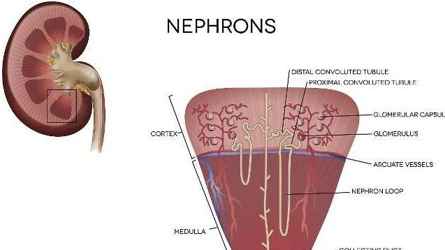 |肾好的人，也许没这2处发黄、3处发臭，若你也如此，肾还挺不错