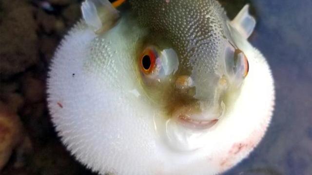 微软|广东男子东江野钓，意外收获“小皮球”，有剧毒却被誉为菜肴之冠