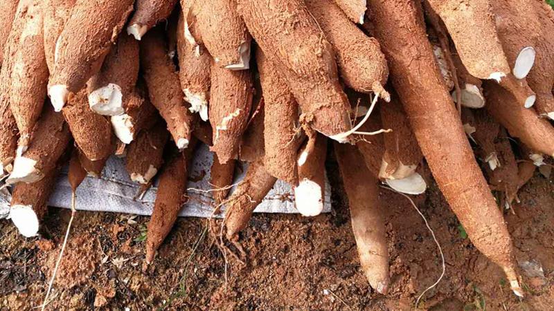 木薯含有剧毒, 却成为外国人的主食, 我国也大量种植, 这是为何?