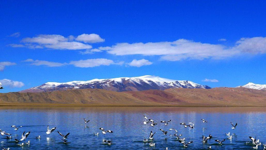 西藏|西藏1500多个湖中，有多达8亿公斤的鱼，为什么无人敢吃？