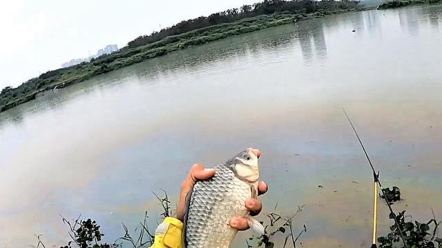 |春季晴天鱼上浮，钓鱼经常空军，用这种方法野钓，渔获照样满满