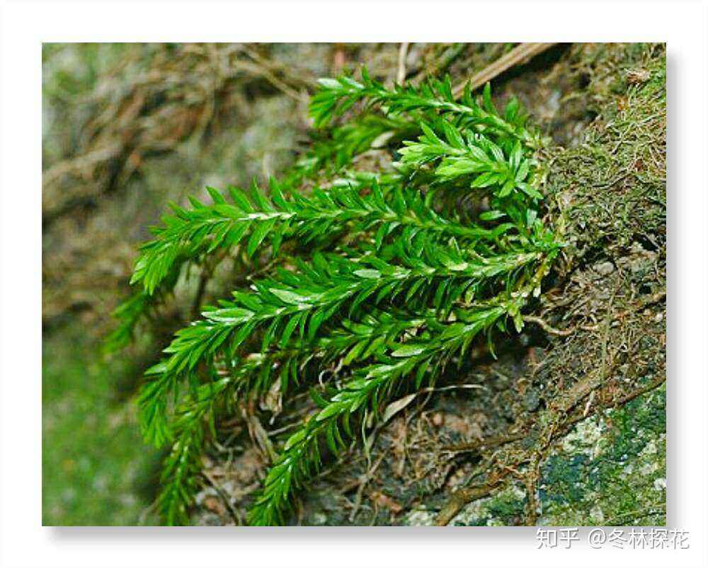 石壁上发现一种奇特植物，远看像蛇足石杉，价值珍贵，请重视
