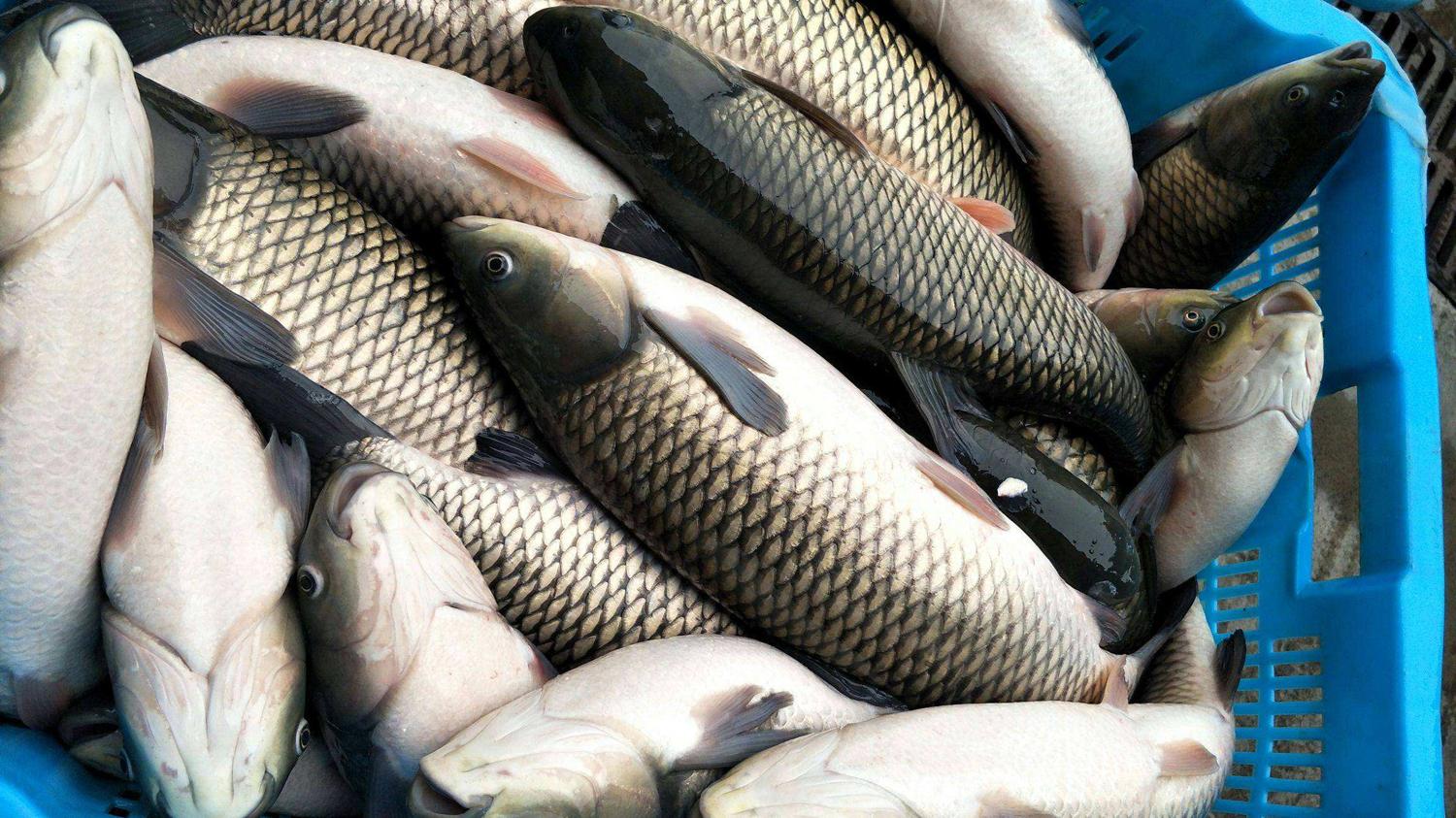 夏季钓草鱼用什么味型？夏钓草鱼的6大垂钓要点和饵料味型