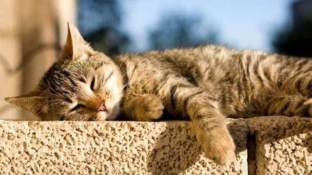 在阳台如何晒太阳对于祛寒比价好？