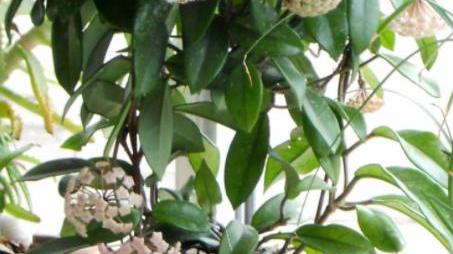 卫生间摆上5种漂亮花，异味全散开，净化空气还美观，适合新手