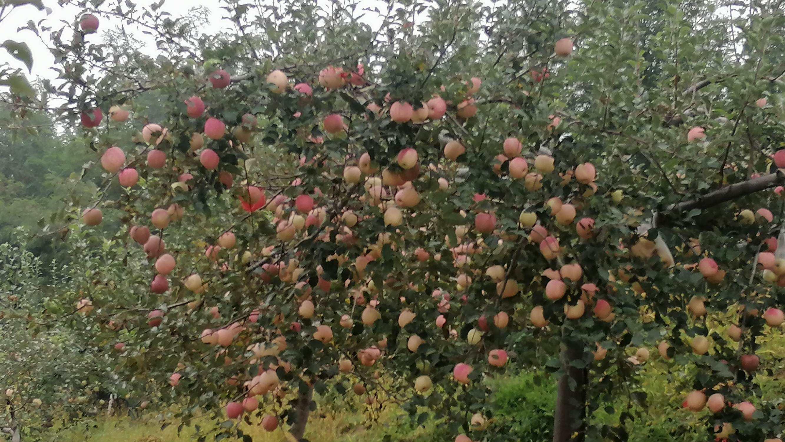 辣条|在你小时候，曾让你非常想吃却吃不到的零食是什么？