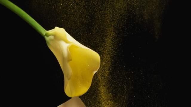 vivo s15|留住美好！vivo S15系列影像升级，拍摄有Ta的一套