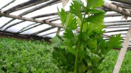 妇科病|吃芹菜为什么不吃叶子？或许很多人还不清楚，看完记得转告爸妈