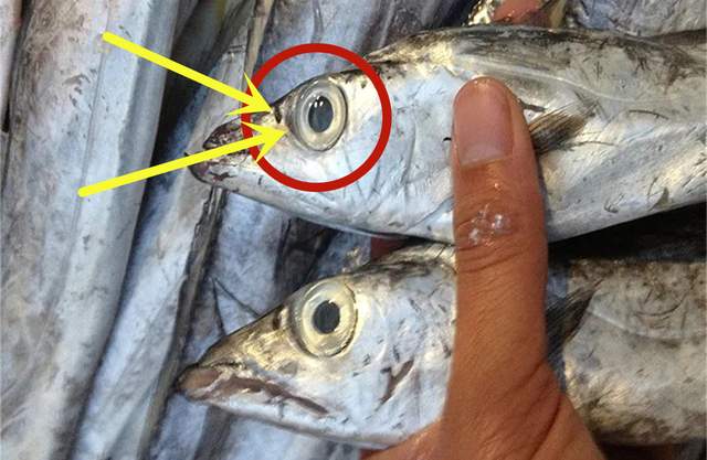 带鱼|买带鱼，“黑眼”和“黄眼”哪种好？牢记4买4不买，一挑一个准