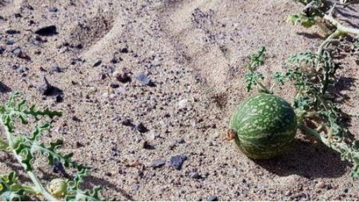 戈壁|沙漠中长出的特殊“西瓜”，切开瓜瓤并非红色，当地人：不要碰