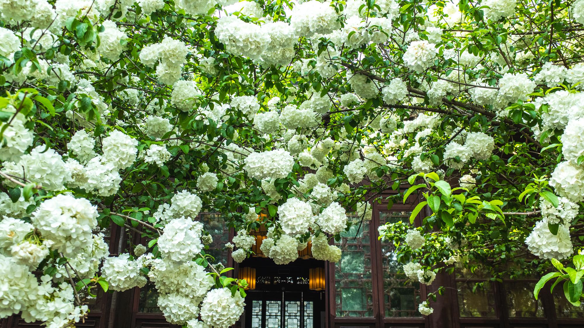 南京|不知不觉，南京崇正书院的木绣球花要开了，希望4月可以正常赏花