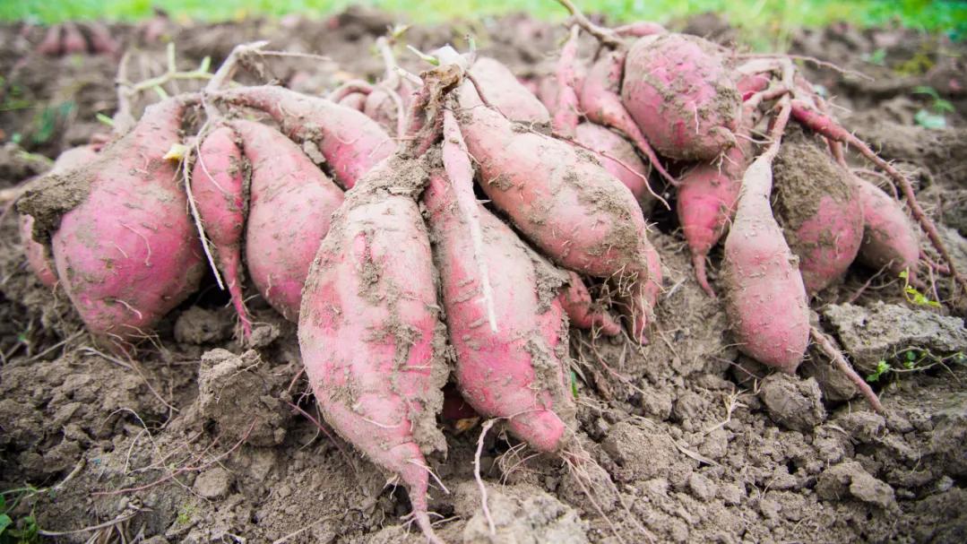 这个在中国拥有400多年历史的“舶来品”，承包了冬天大街小巷的“人间至味”