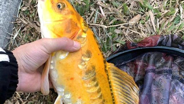 珠江|男子珠江里钓起“怪鱼”，越看越恶心，网友：不影响口感