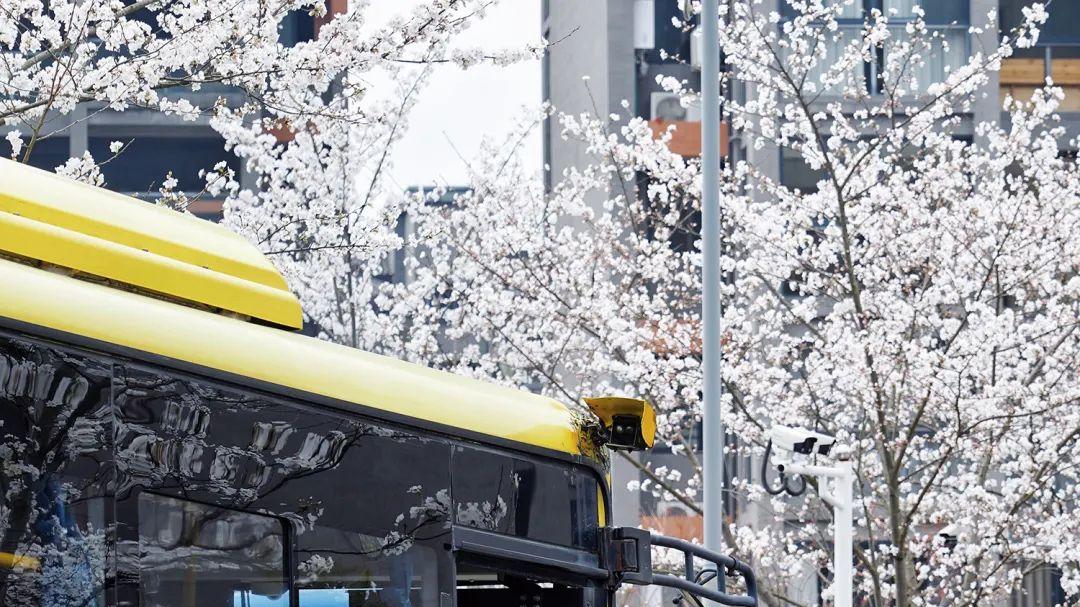 |打卡明月山“最浪漫停车场”，原来春日的白樱可以这么美~