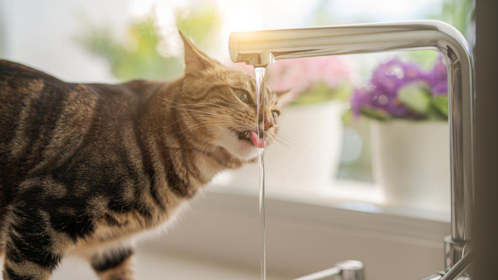 猫，为啥爱喝脏水？