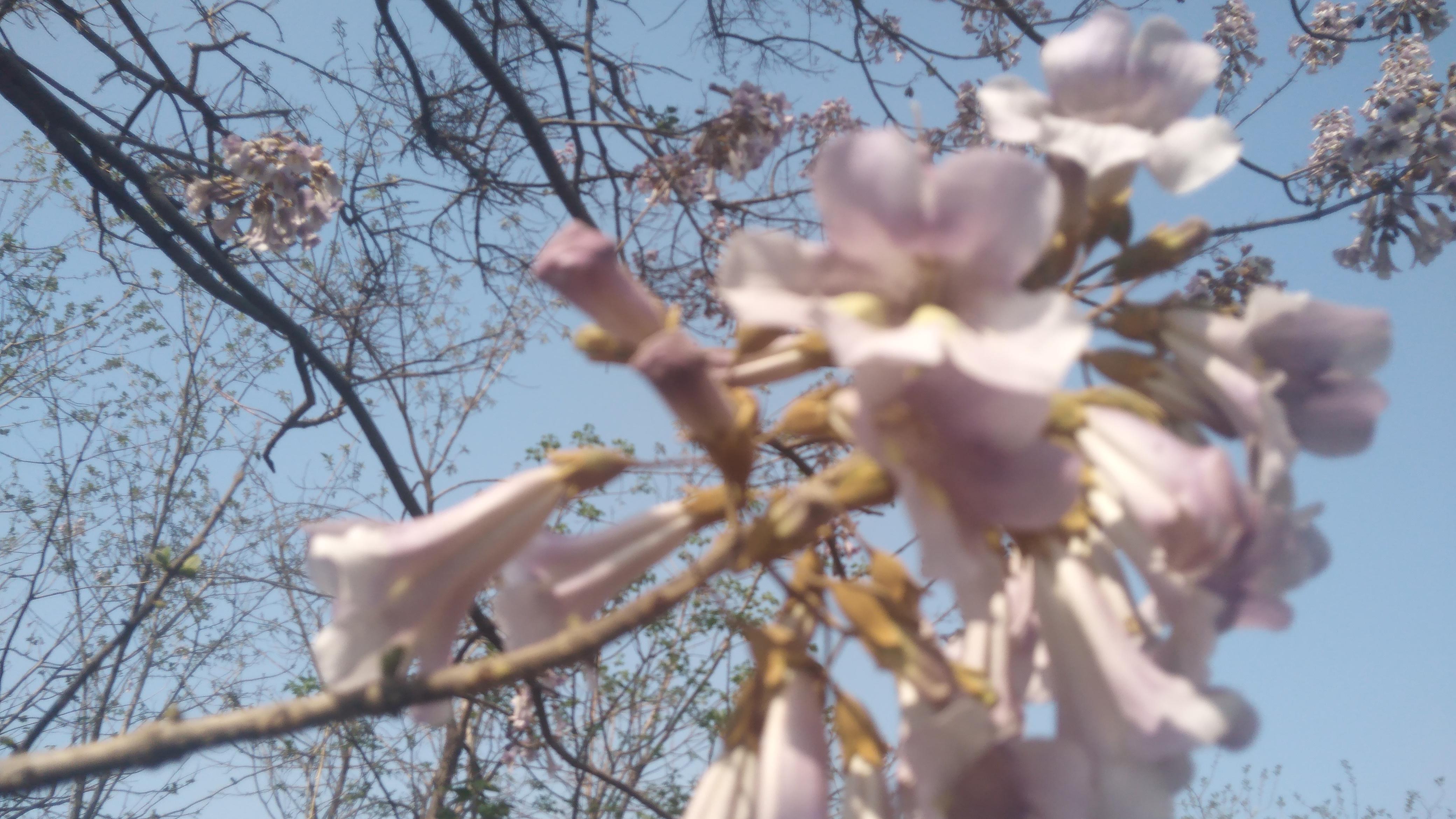 水果|桐花，我的乡村美食，那遥远的童年时光