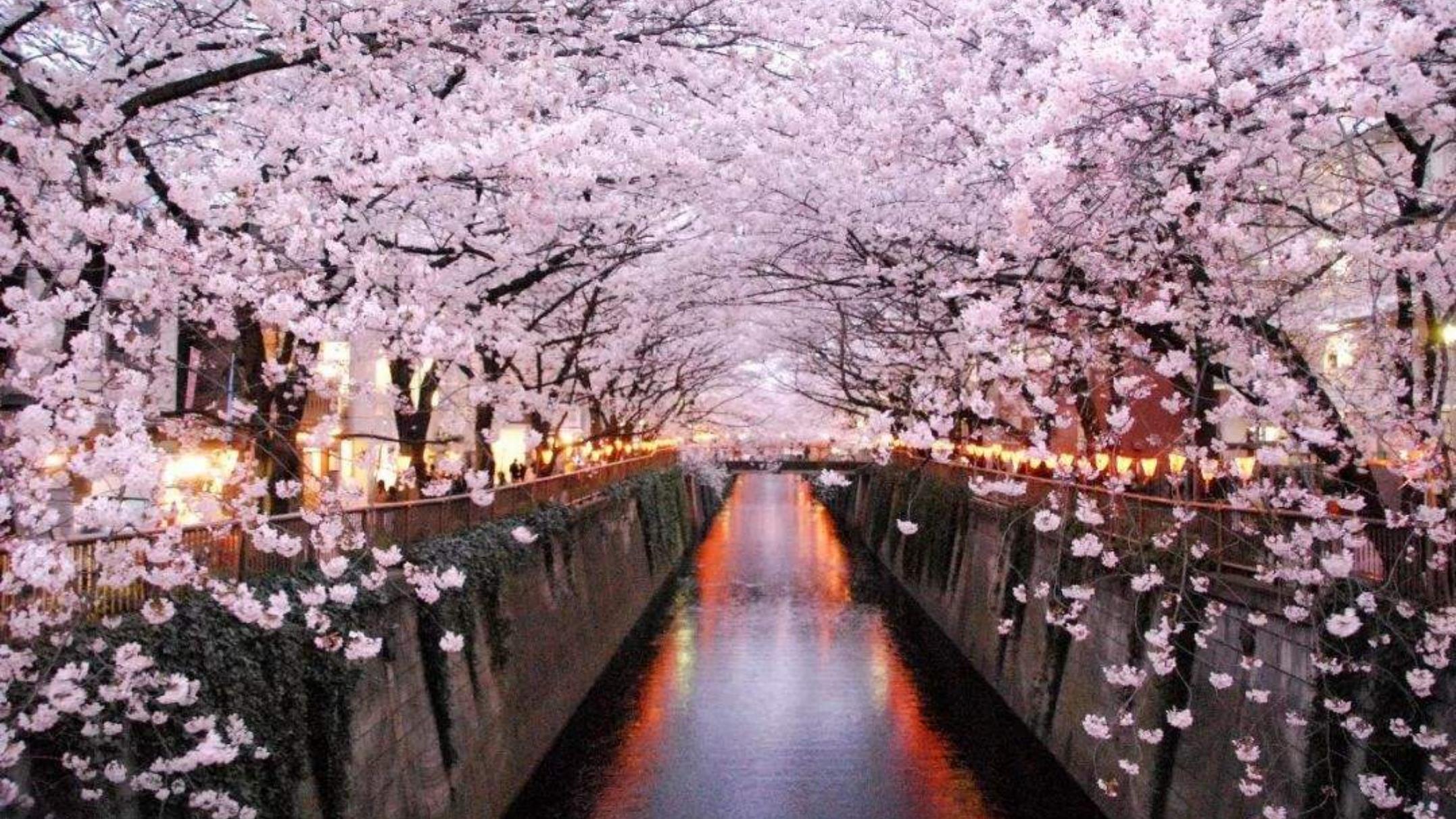 日本|为什么很多游客喜欢去日本？美妙体验，来过就知道