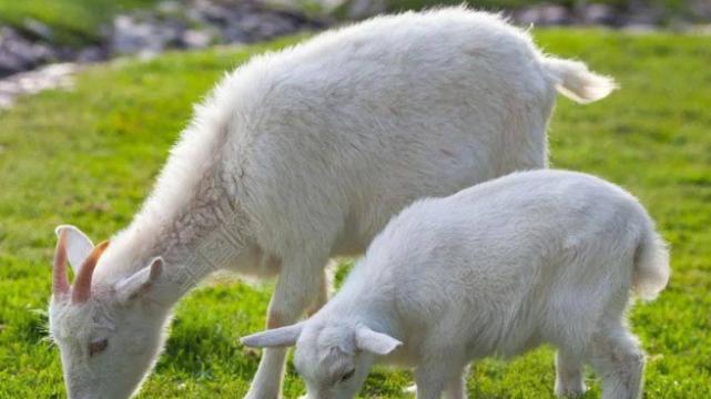 招聘|好运不请自来，属羊人得到运势照拂，迎来开挂的职场生涯