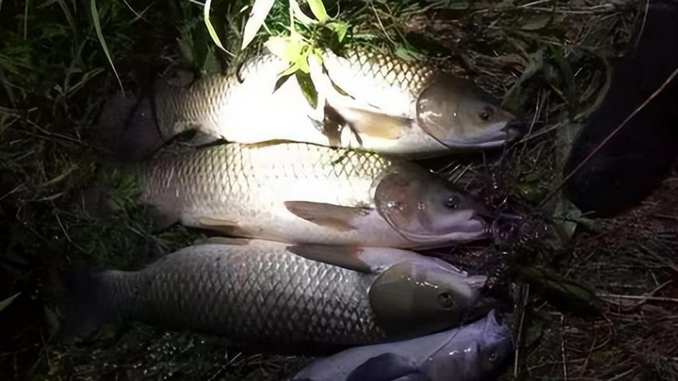 饵料|夏季夜钓没有口，或许不是鱼的问题，而是这3个人为因素