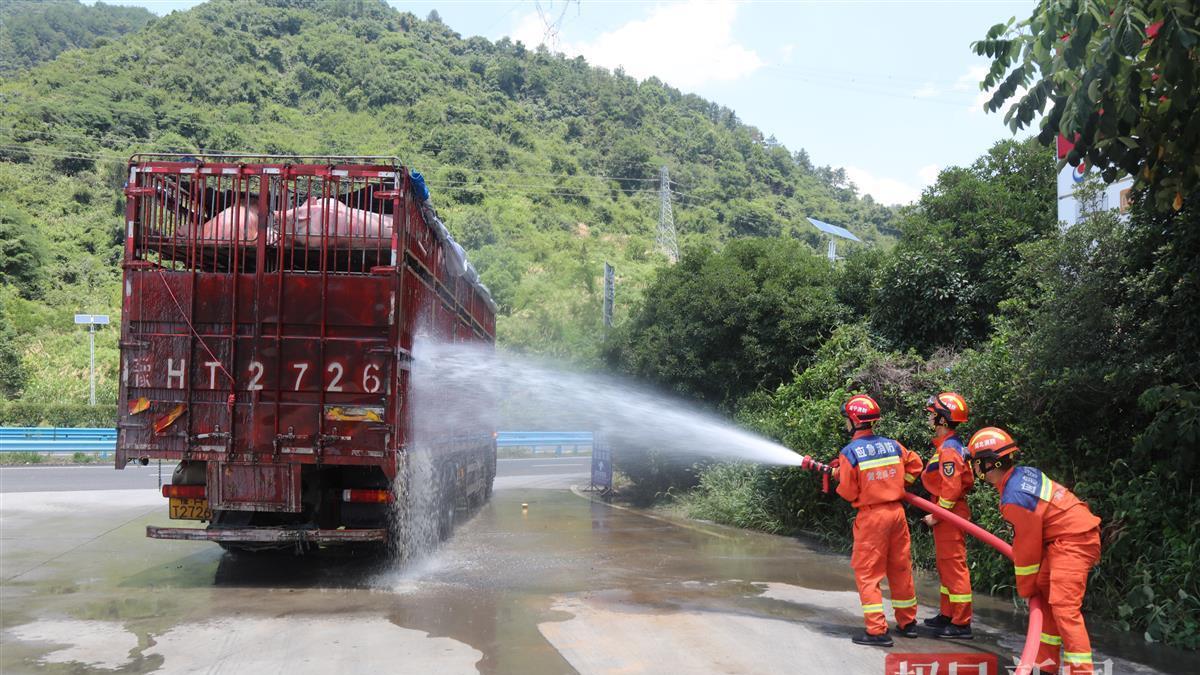 |120头生猪出现中暑症状，货车司机向消防求助给“二师兄”冲凉