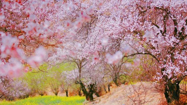 林芝|三月的林芝，青稞泛绿，桃花绽放，正适合做一场春天的桃源梦