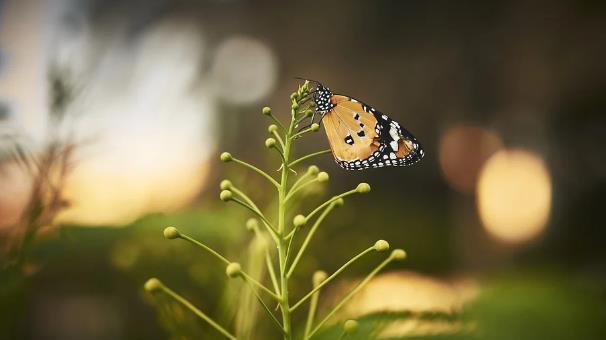 三大生肖属相壬寅虎年福旺财旺，事业高升