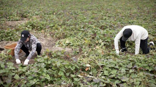 孙俪|39岁孙俪的日常生活在网上火了：在家养生带娃，这生活，实名羡慕