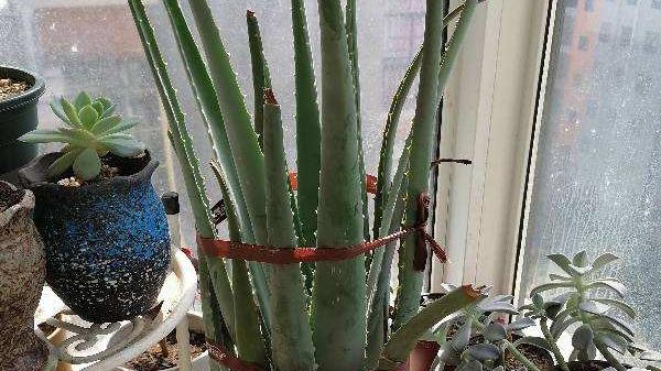 能吃的\女人花\，人养花来花养人，美容养颜又滋补