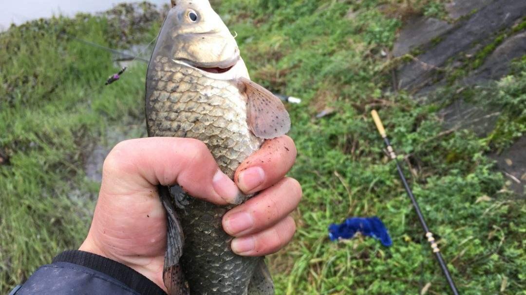饵料|野钓时，为什么钓距会越来越远