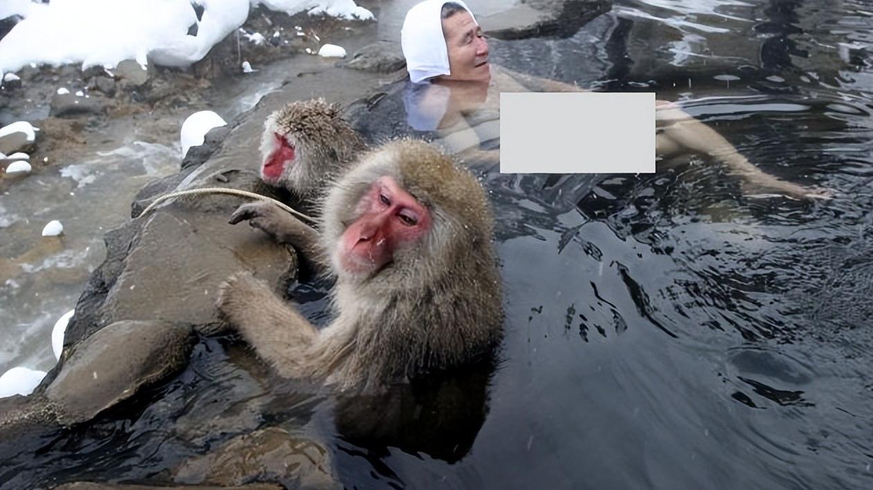 旅游景点|日本著名旅游景点，和人一起泡温泉的雪猴，背后真相却极其残酷！