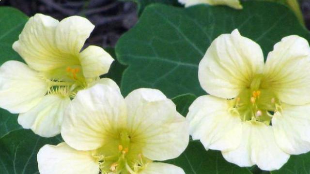 白羊座对待爱情的态度，他们非常坦诚，不会刻意讨好对方