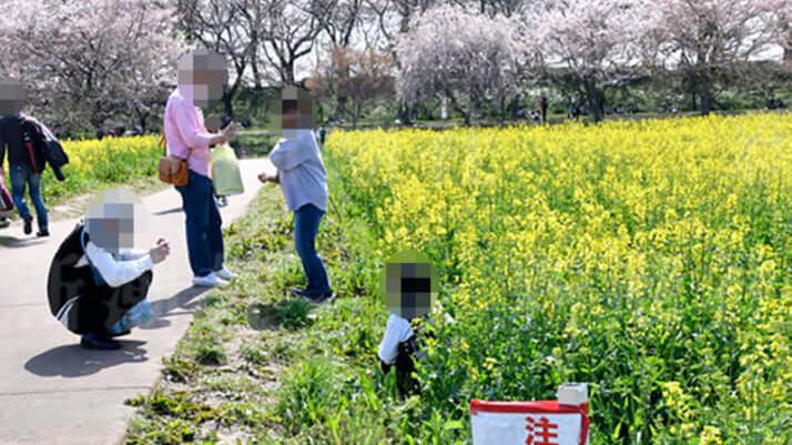 油菜花|花了半年以上精心培育的花 日本也有花田被拍客践踏的悲剧