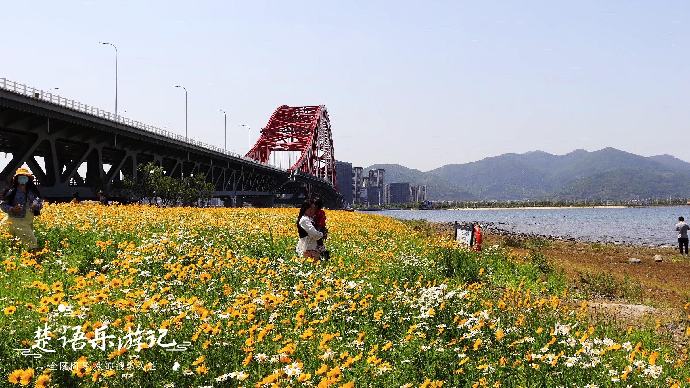 红桥|宁波梅山红桥花海又火了，花团锦簇美如画，是赏景和打卡的好地方