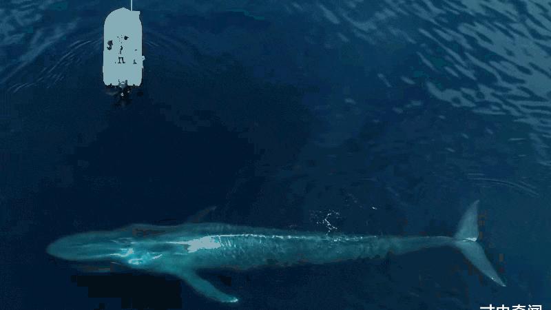 长33米，重达180多吨，一颗心脏1000斤重的蓝鲸，是否存在天敌？