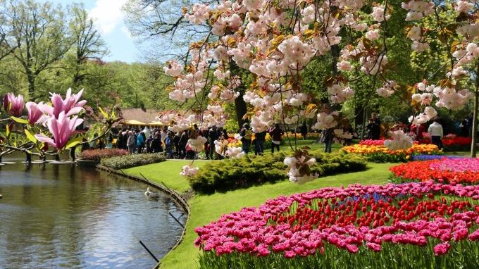 浙江省|荷兰的四月是郁金香仙子下凡后的仙境