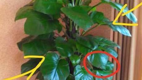 家里再穷也要在这些地方摆上植物，方能扭转运势，越住越富裕！