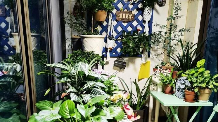 6㎡封闭阳台造花园，1寸空间也不浪费，不出门也能看风景