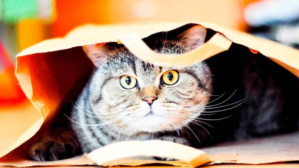 该怎样防止猫得猫藓？