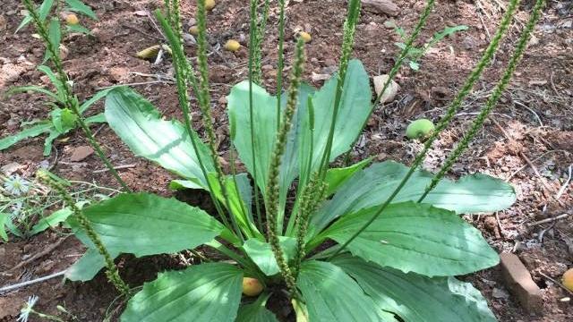 尿酸|崔丽教你一个方法，一举三得解决降尿酸，溶石，排石