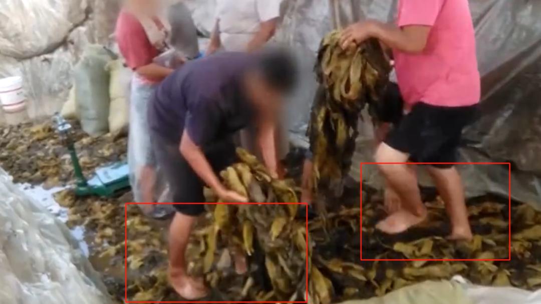 酸菜|我在“红烧牛肉面”里，吃到了虫卵、臭虫、老鼠粪便？