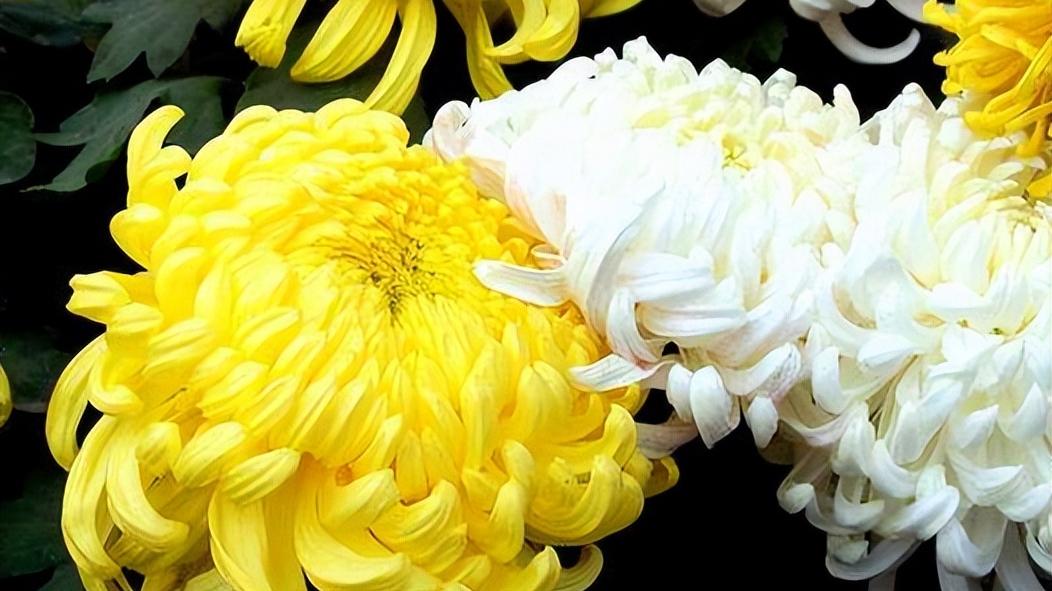 连体裤|啥月份出生的人，赚钱渠道多，穷日子不会熬太久，下半年贵人发力